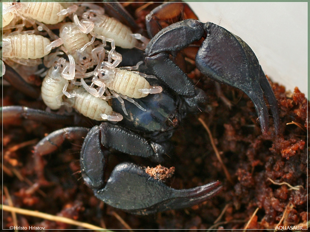    (Euscorpius carpaticus)